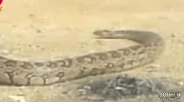 بزرگترین مار خوزستان