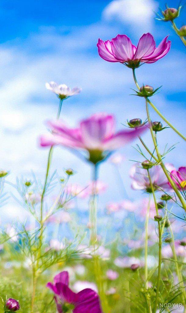 تصویر زمینه والپیپر آیفون