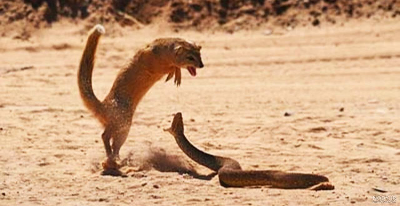 جنگ بزرگترین مار جهان جنگ بزرگترین مار جهان