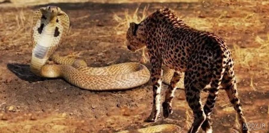 جنگ مار و عقرب جنگ مار و عقرب