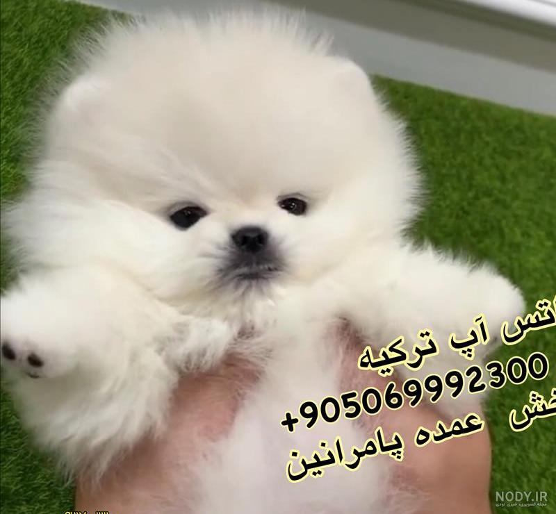 سگ مینیاتوری سگ مینیاتوری
