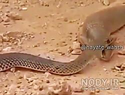 سیاه مار بلوچستان سیاه مار بلوچستان