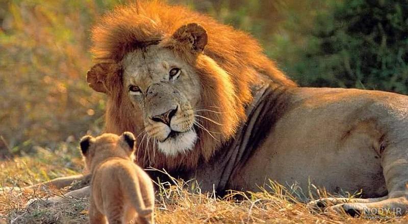 عکس شیر سیاه سفید عکس شیر سیاه سفید