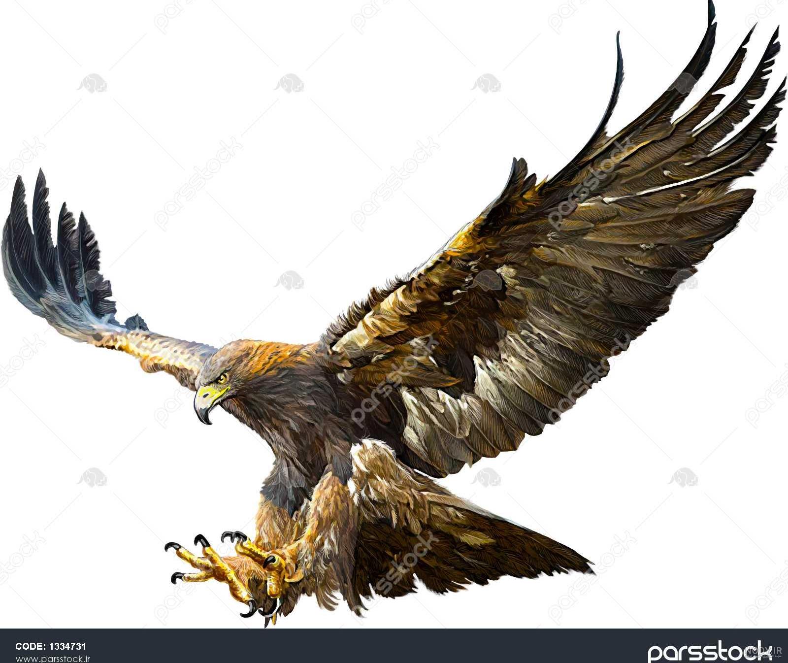 عکس عقاب واقعی عکس عقاب واقعی
