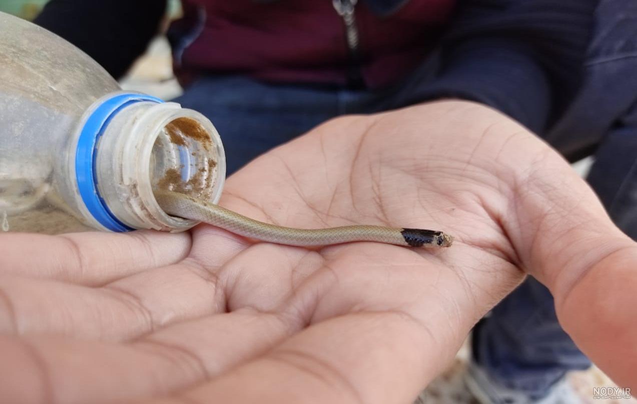 عکس مار بچه