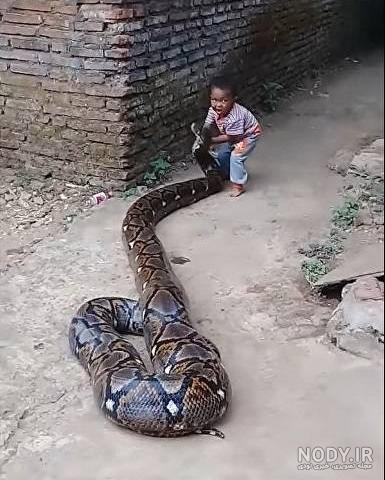 عکس مار بچه