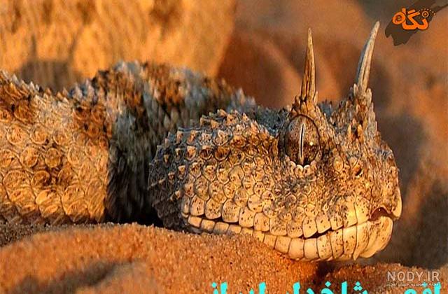 عکس مار شاخدار ایرانی عکس مار شاخدار ایرانی