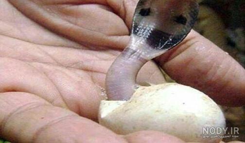 عکس مار کبری هفت سر عکس مار کبری هفت سر