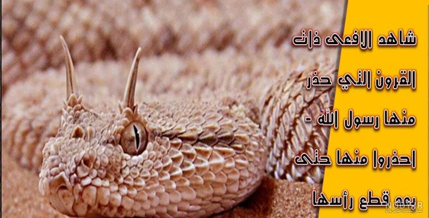 عکس های مار شاخدار عکس های مار شاخدار