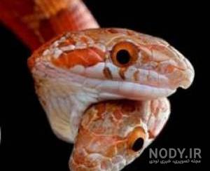 غذای بچه مار