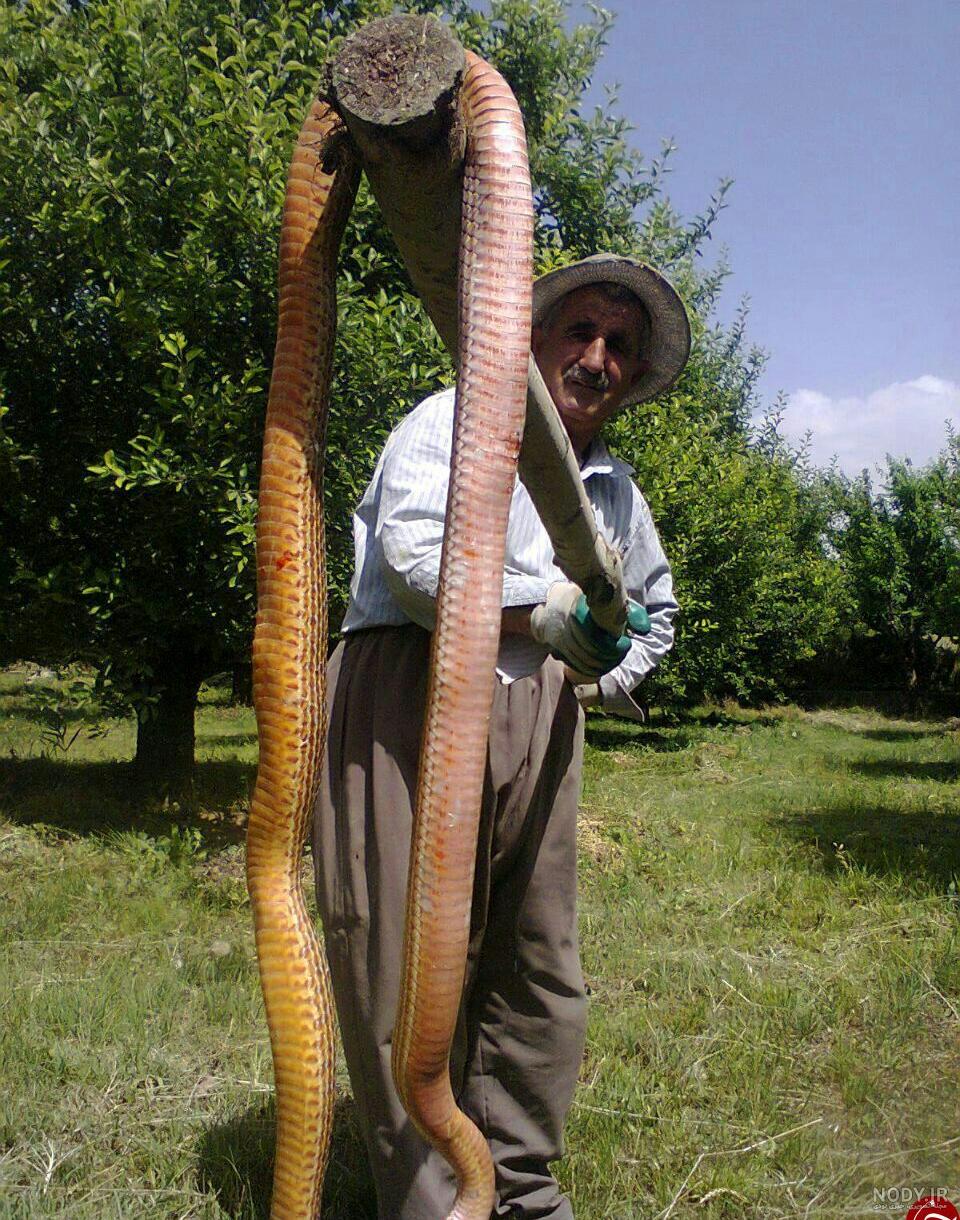 مار غول پیکر در خوزستان
