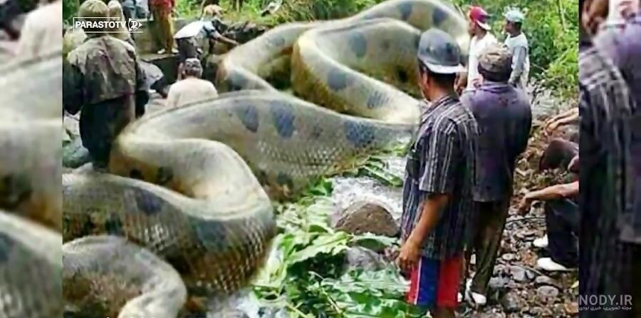 بزرگترین مار آناکوندای سبز بزرگترین مار آناکوندای سبز