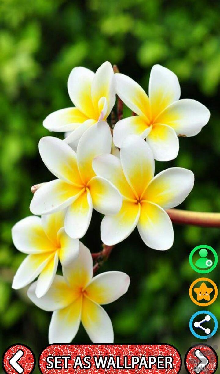 تصویر زمینه تک گل زیبا تصویر زمینه تک گل زیبا