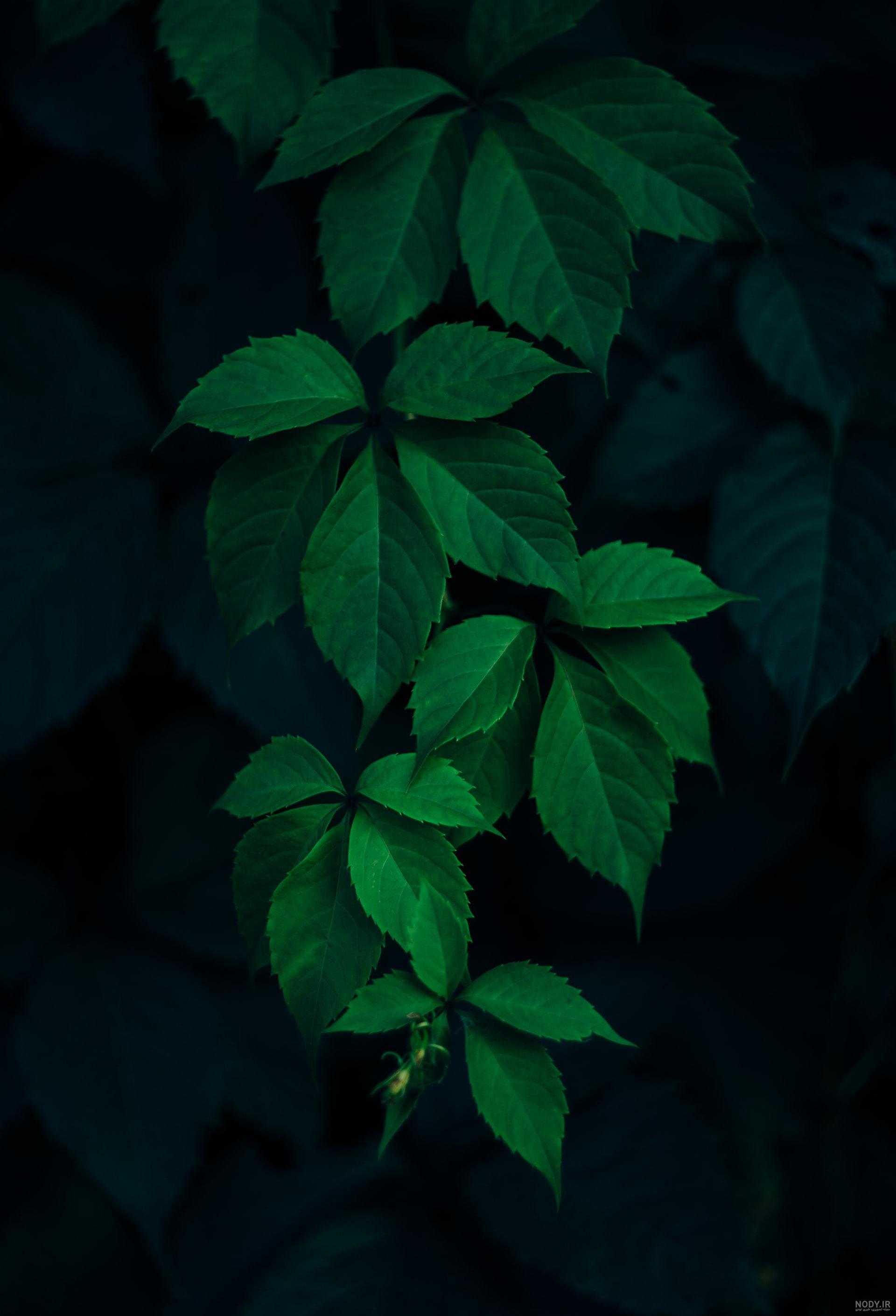 تصویر زمینه دخترونه تاریک