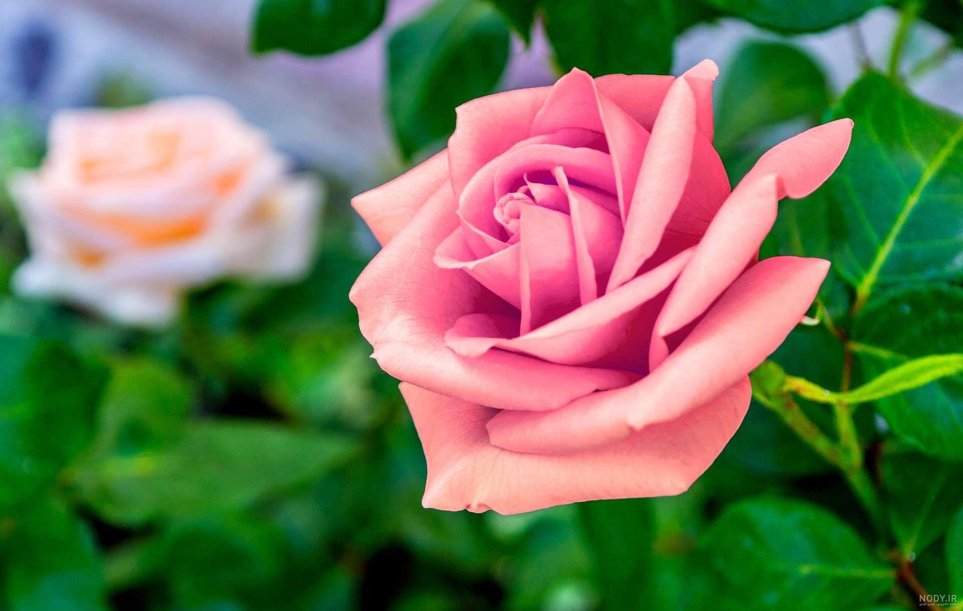 تصویر زمینه دسته گل زیبا تصویر زمینه دسته گل زیبا