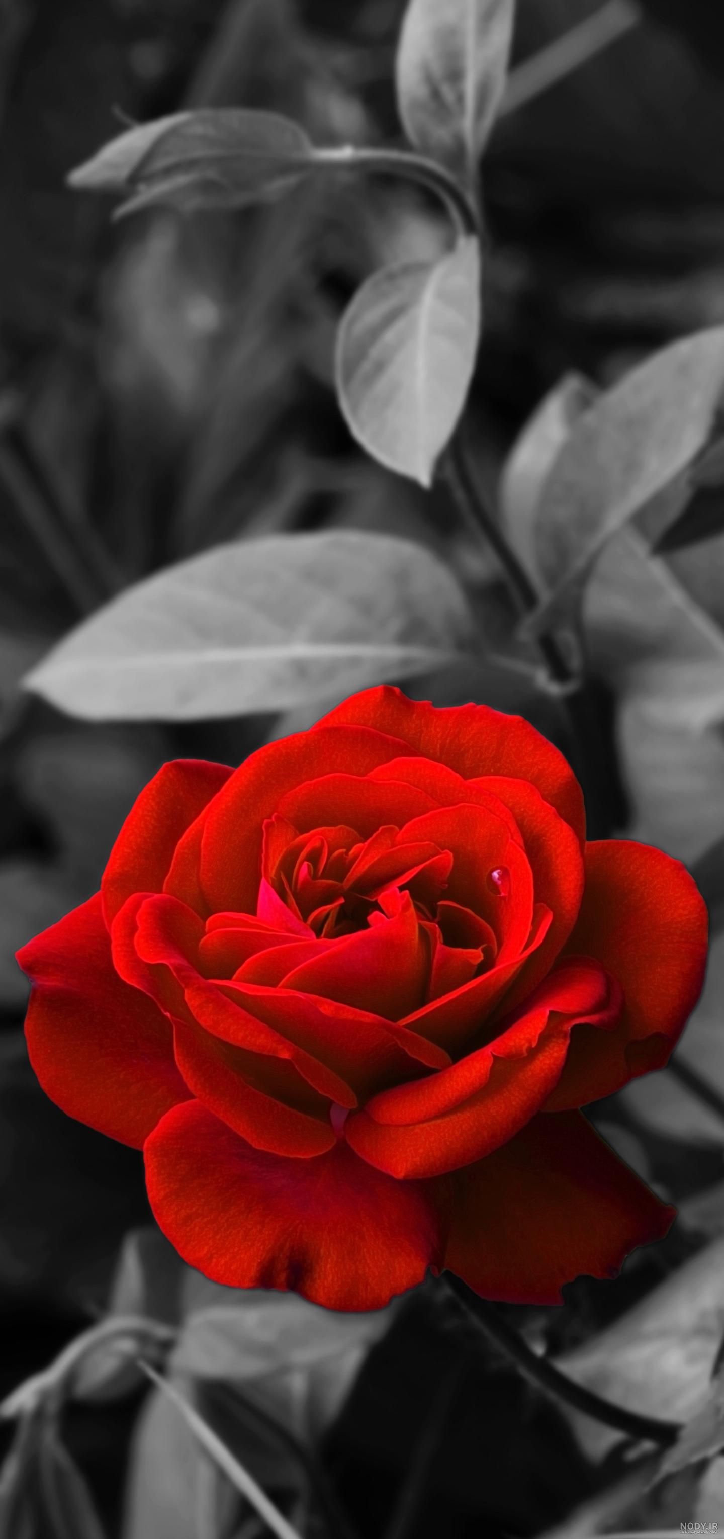 تصویر زمینه گل زیبا