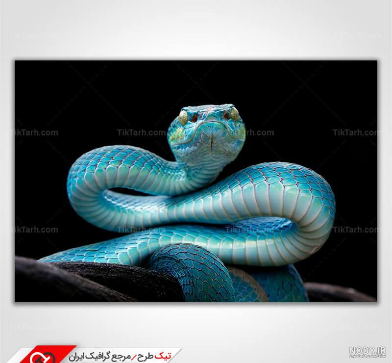 تعبیر خواب مار آبی رنگ تعبیر خواب مار آبی رنگ