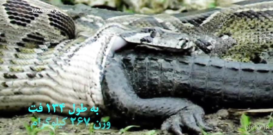 عکس بزرگترین مار کبرا عکس بزرگترین مار کبرا