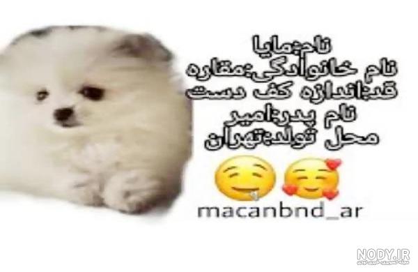 عکس سگ امیر تتلو عکس سگ امیر تتلو