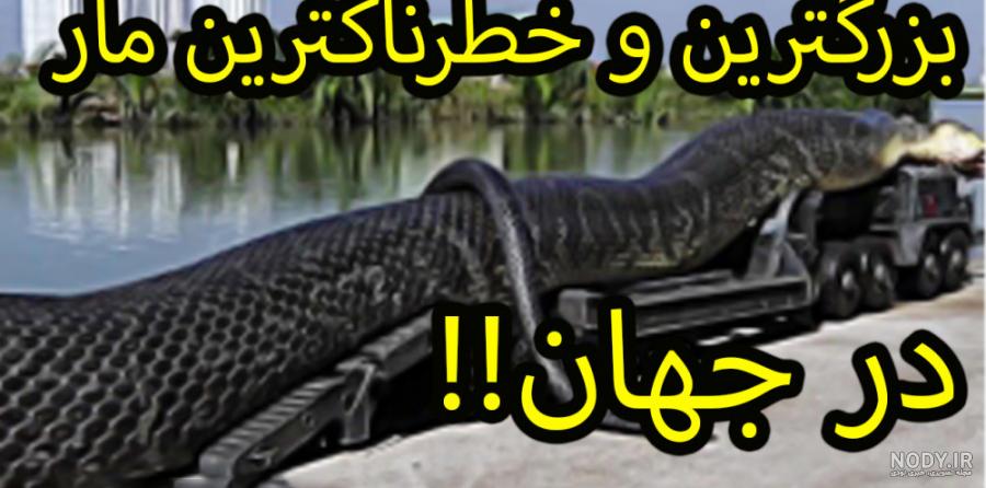 عکس مار بزرگترین