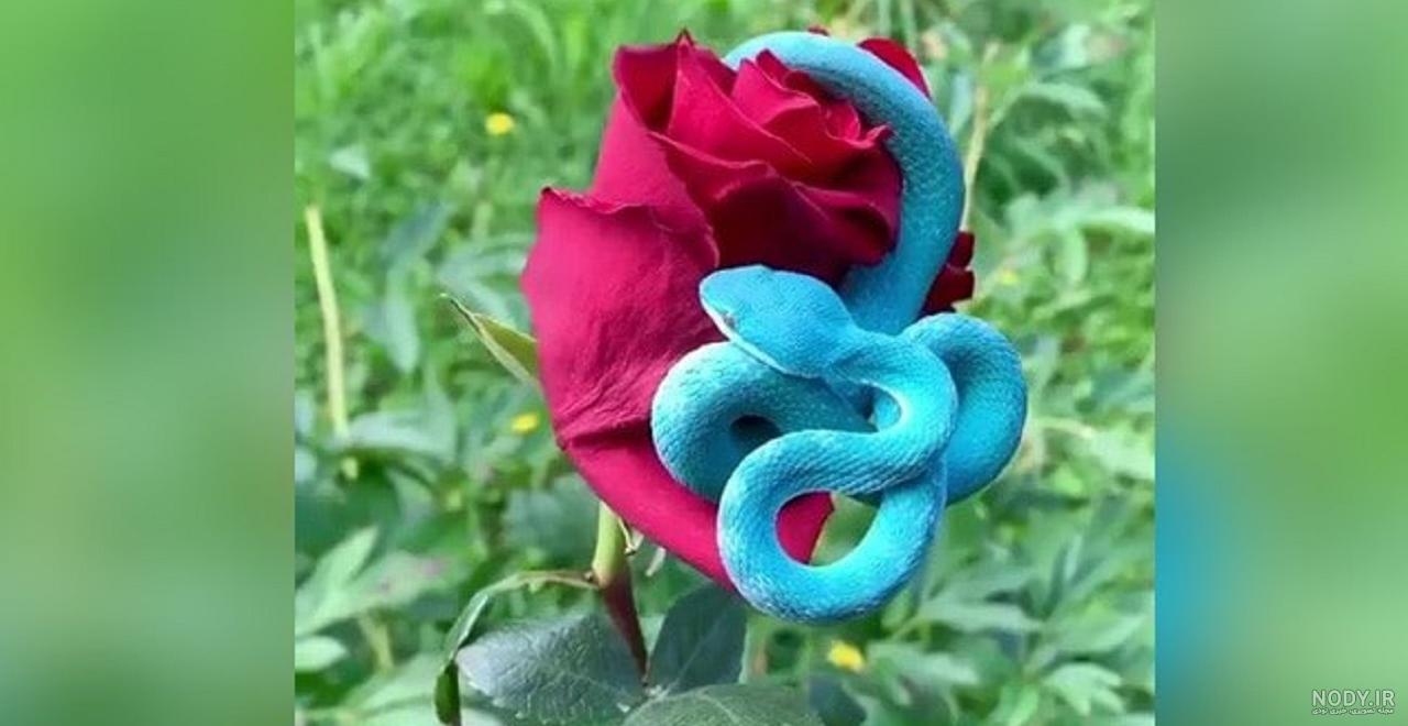 عکس مار بوا عکس مار بوا