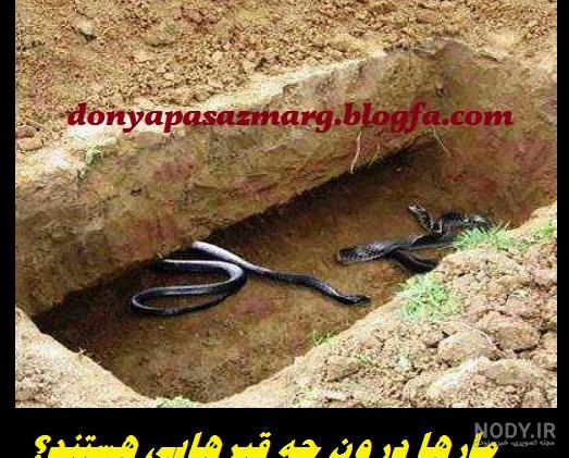 عکس مار در قبر