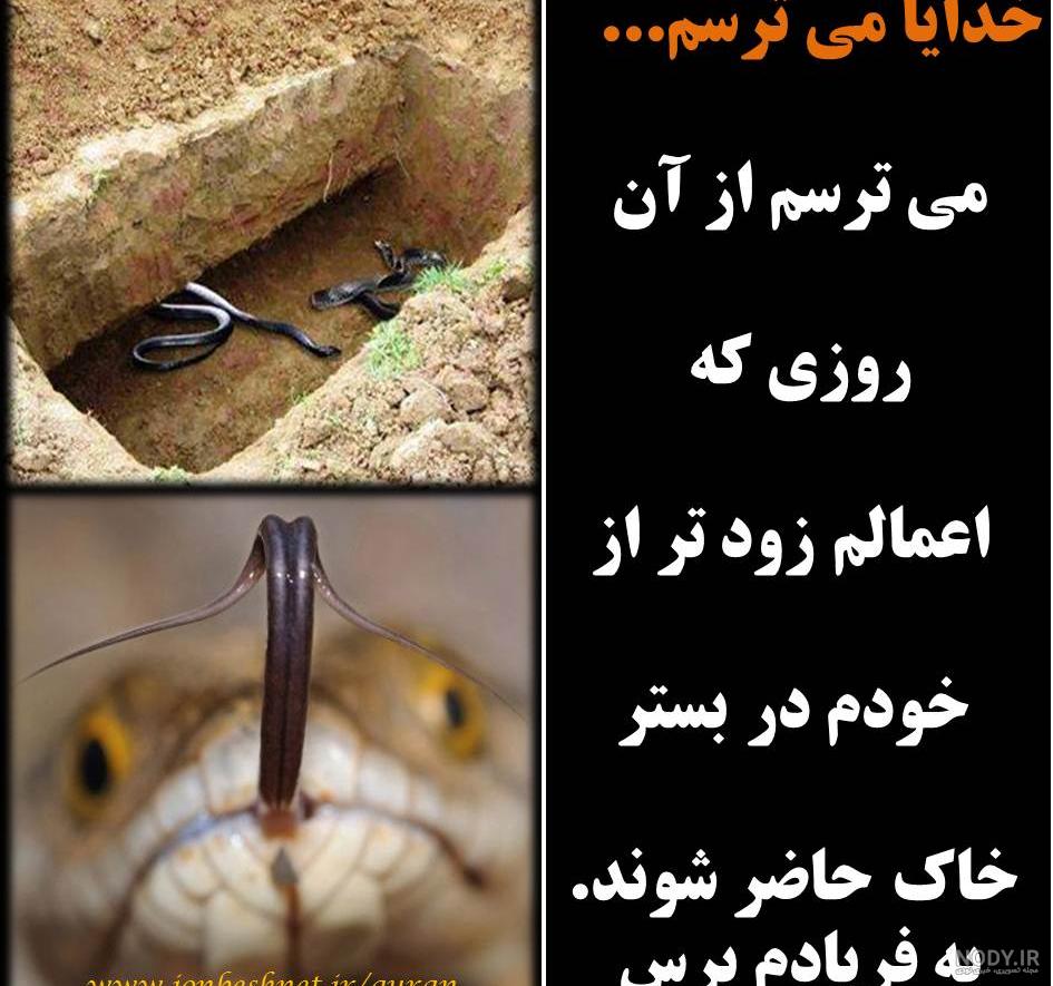 عکس مار در قبرستان بابل
