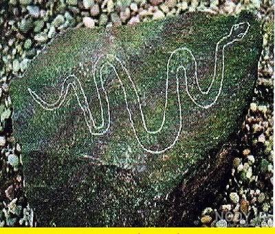 عکس مار روی سنگ عکس مار روی سنگ
