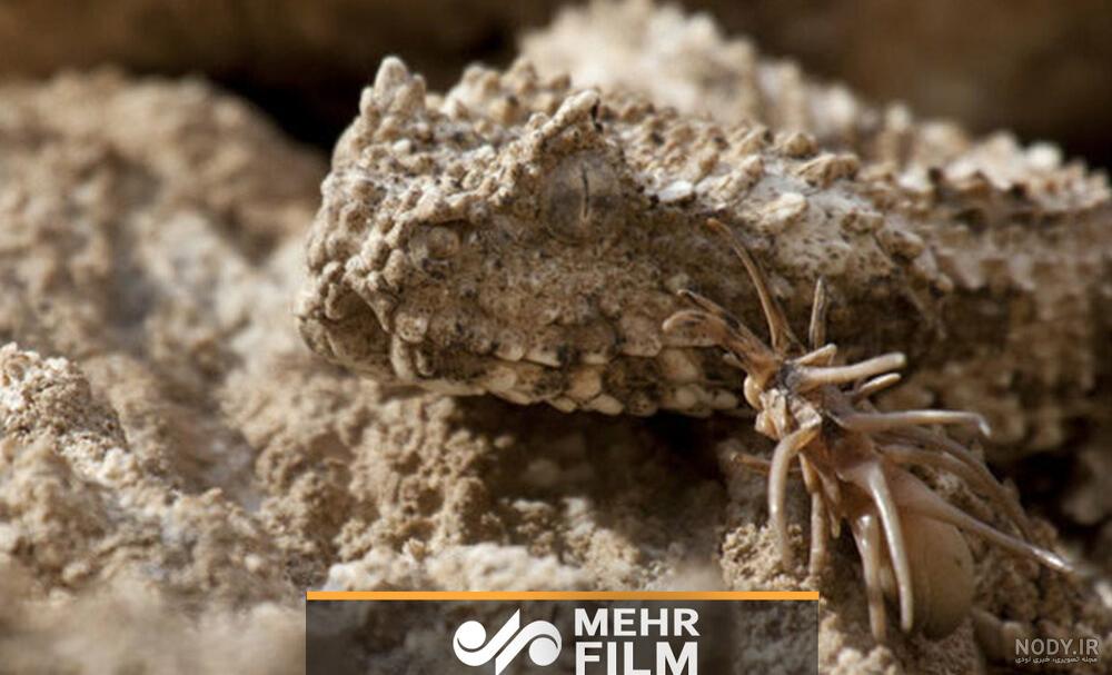 عکس مار عنکبوتی عکس مار عنکبوتی