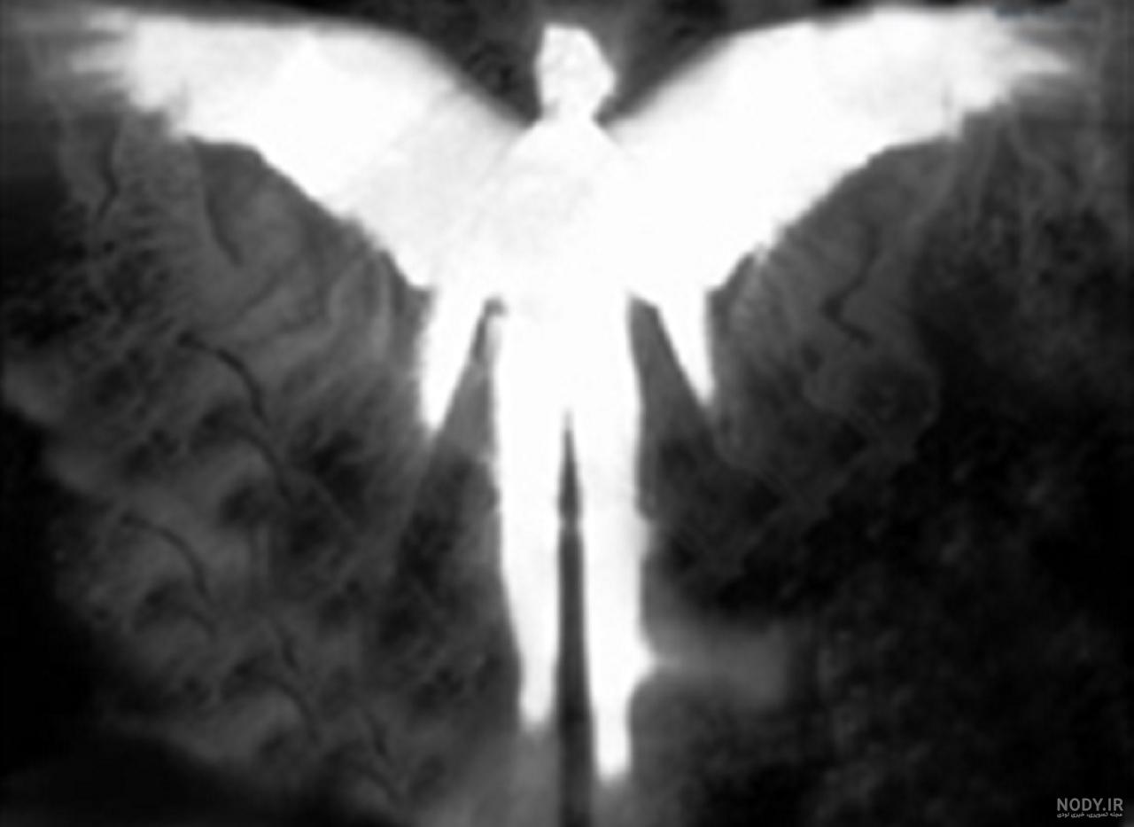 عکس ماهی روح سفید