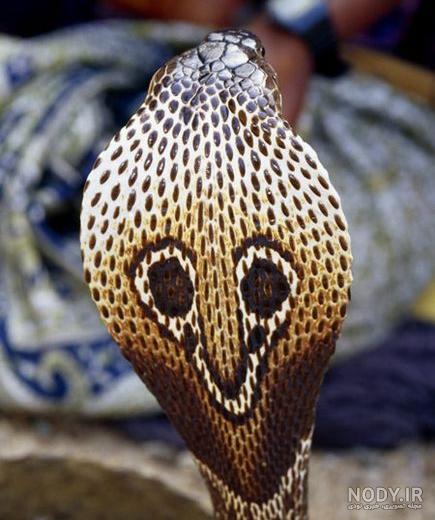 عکس پروفایل خفن مار