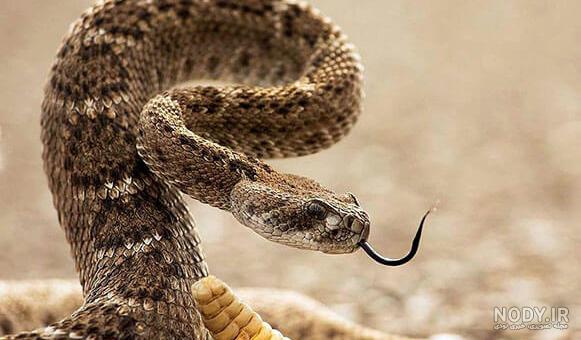غذای مار زنگی چیست غذای مار زنگی چیست