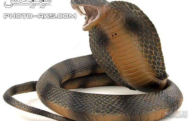 فیلم مار کبرا ترسناک