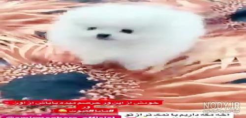 لایو امیر مقاره لایو امیر مقاره