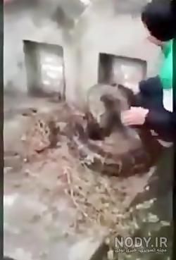 مار در قبر چه کسانی است