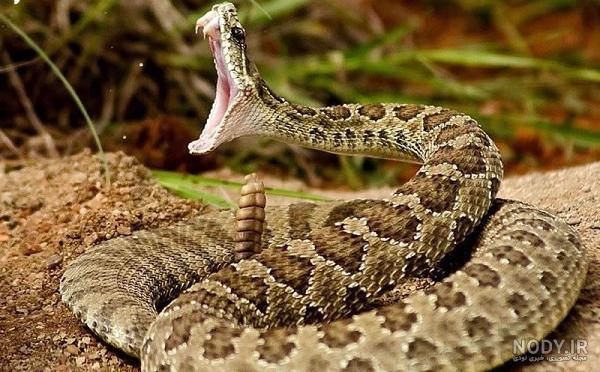 عکس بچه مار جعفری عکس بچه مار جعفری
