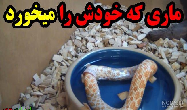 عکس مار زیبا