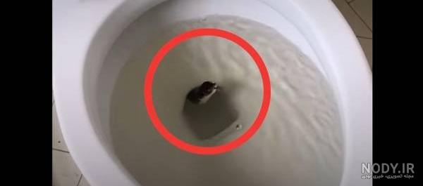 عکس مدفوع مار