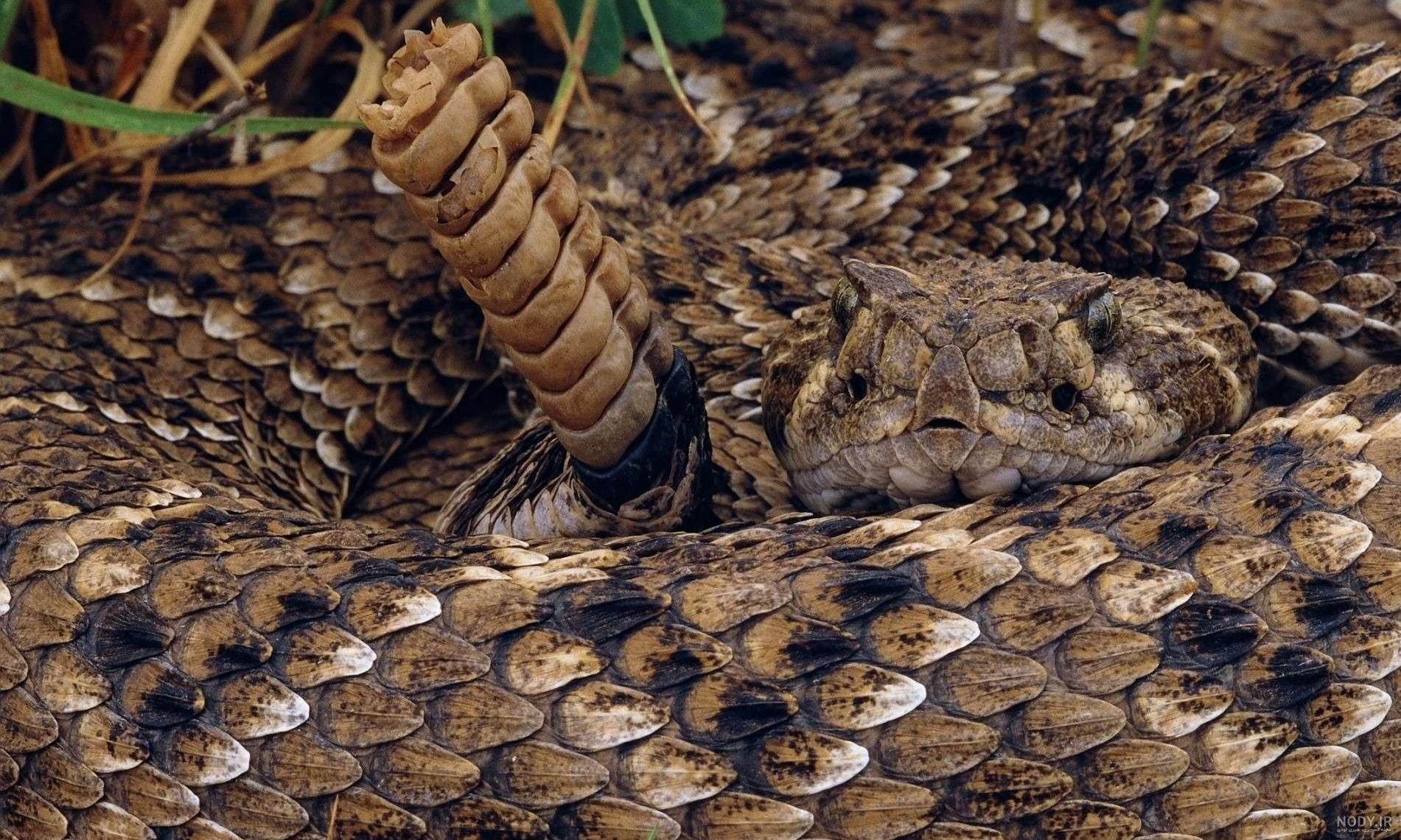 عکس یک مار غول پیکر عکس یک مار غول پیکر