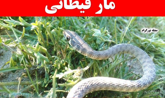 مار سیاه