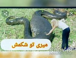 نام دیگر مار بوا