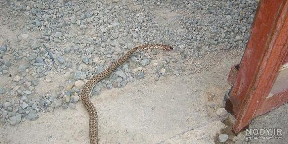 چگونه مار را از خانه دور کنیم