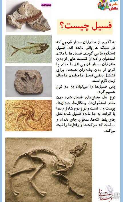 عکس فسیل با توضیح