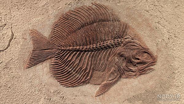 خریدار سنگ فسیل