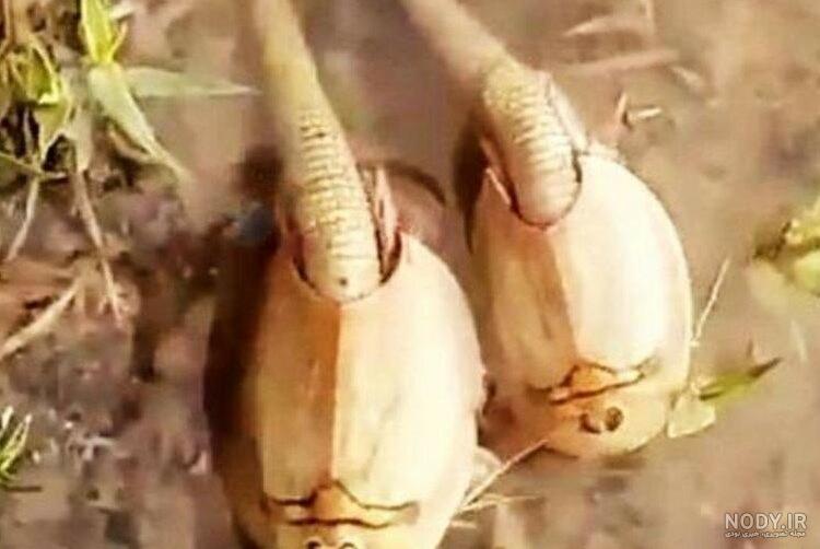 موجود عجیب در کهنوج