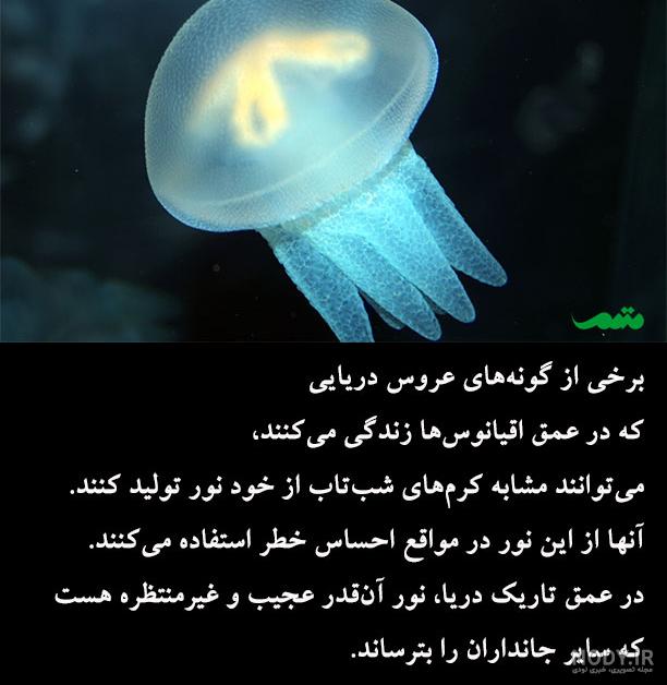 عکس عروس دریایی عکس عروس دریایی