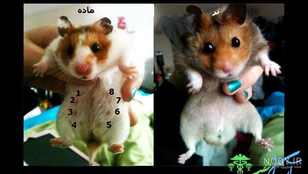 عکس همستر نر عکس همستر نر