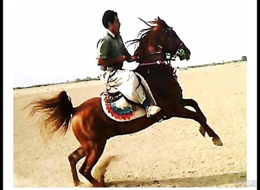 عکس اسب طوفان کبیر
