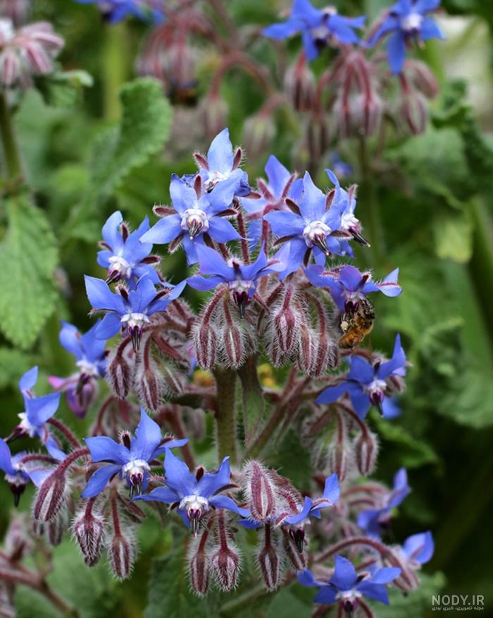 عکس گاو زبان