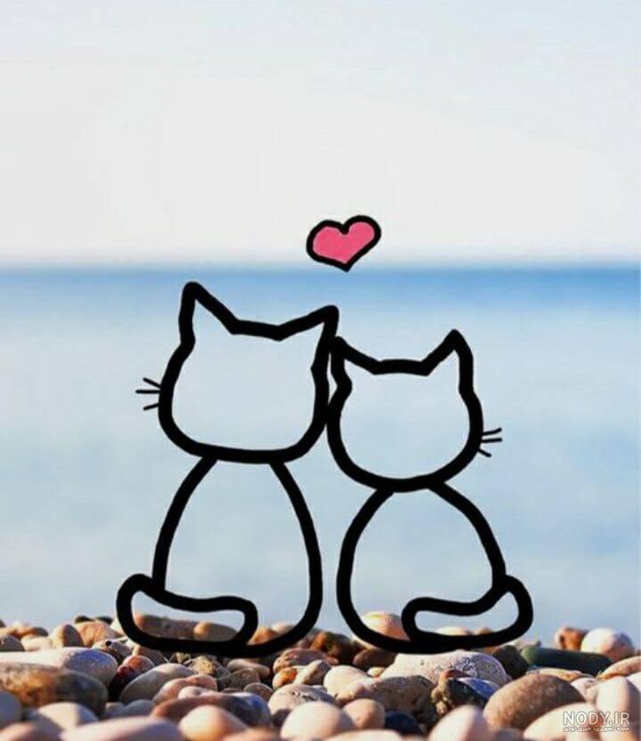 عکس گربه چشم آبی عکس گربه چشم آبی